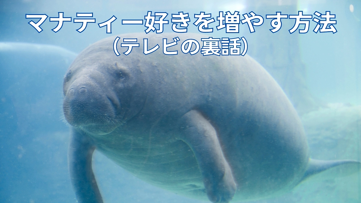 マナティー好きを増やす方法（テレビ放送の裏側）