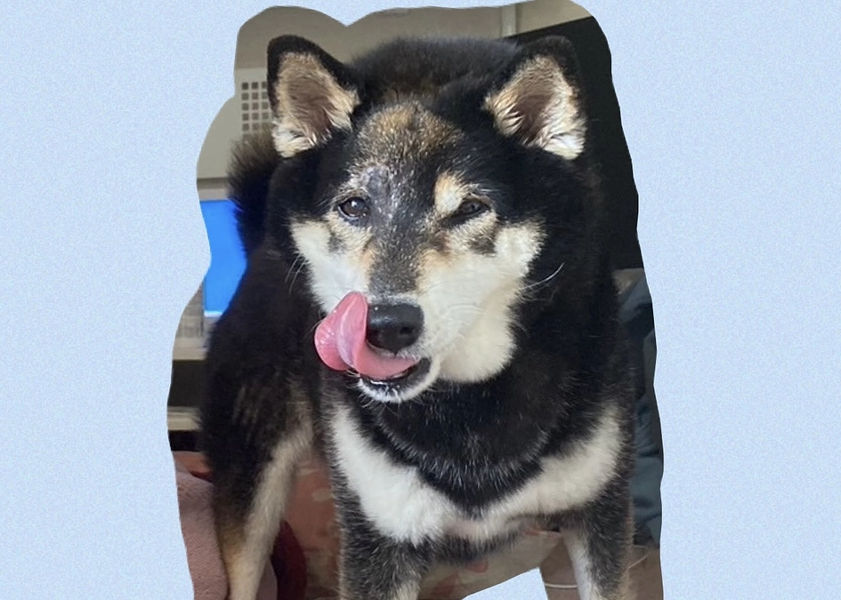 小鉄は褒められるのが好き