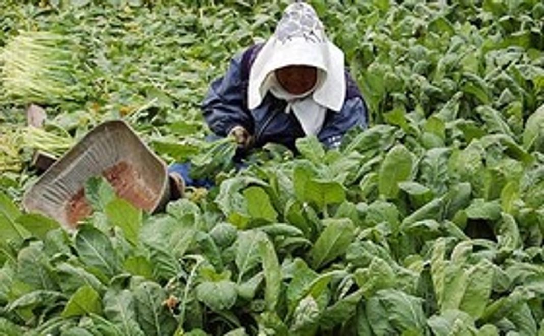 【阿蘇の採れたてギフトセット】阿蘇の大地をご自宅で堪能