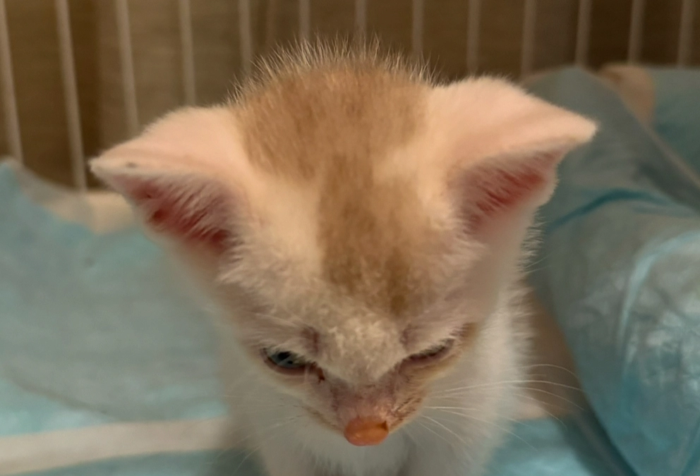 シンバが育った部屋