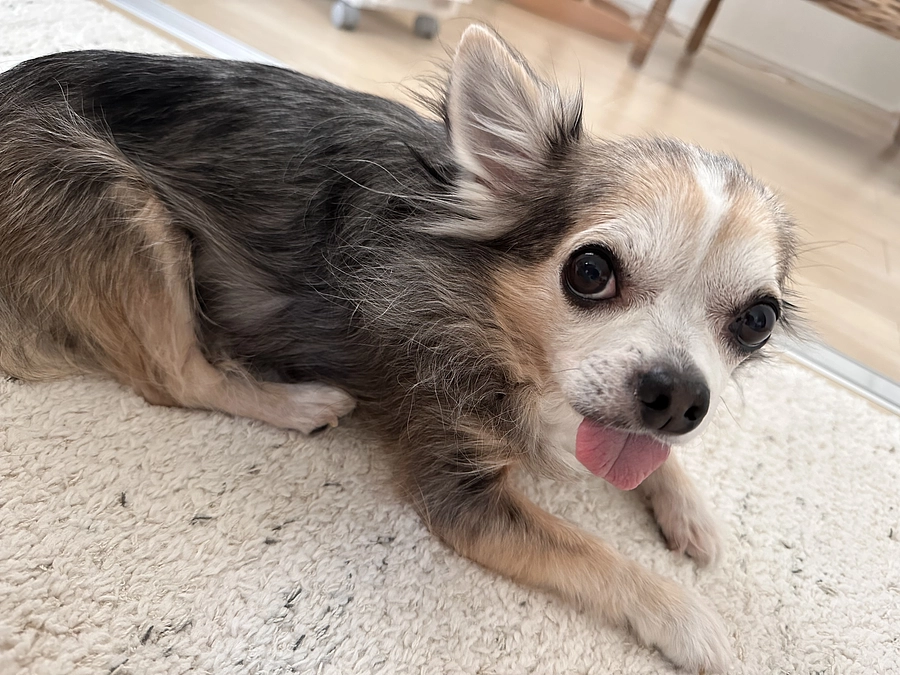 大切な家族のために🐶