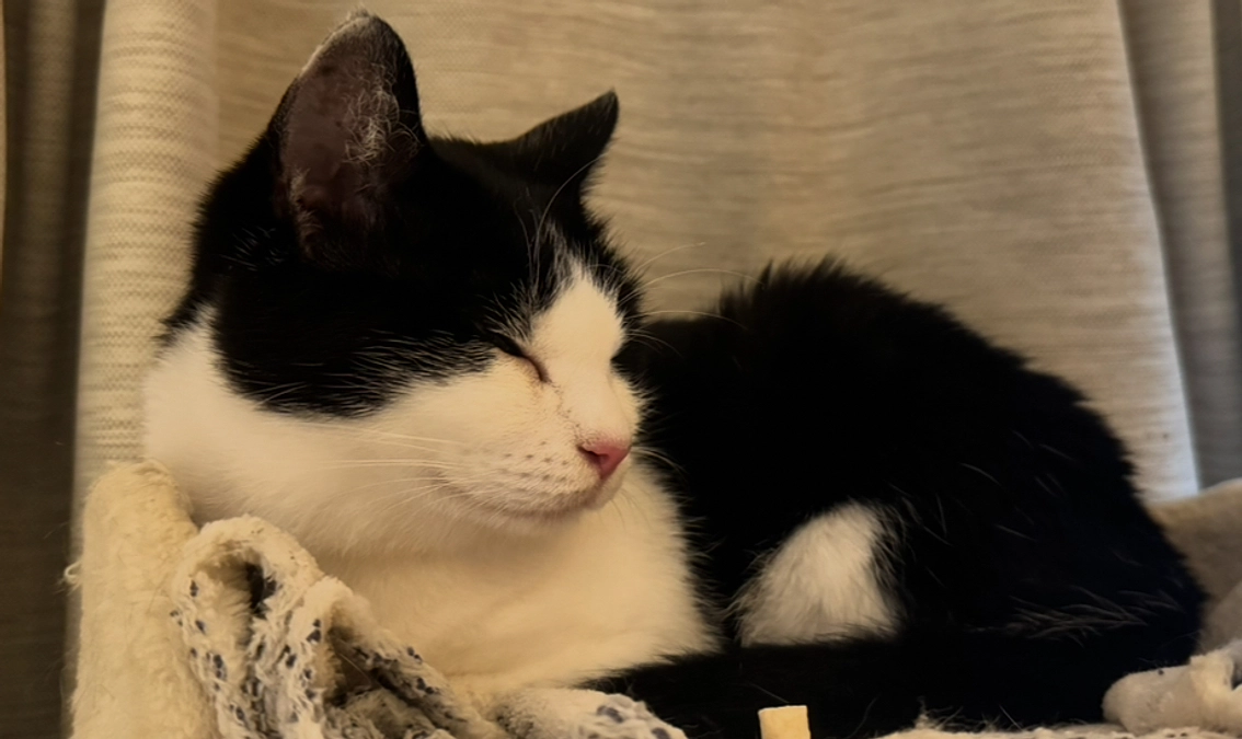 アテネのオシッコ