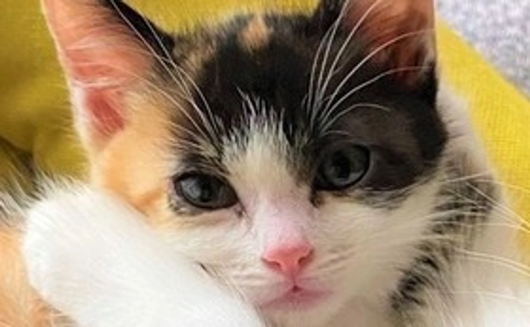 感謝のメッセージと経過のご報告（返礼品なし）2