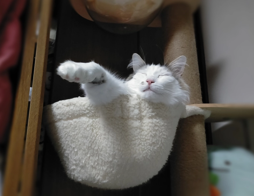 🐾悪性リンパ腫発症から2年が経過しました🐱