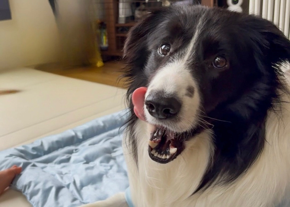 おもちの足が少しだけ動くように！