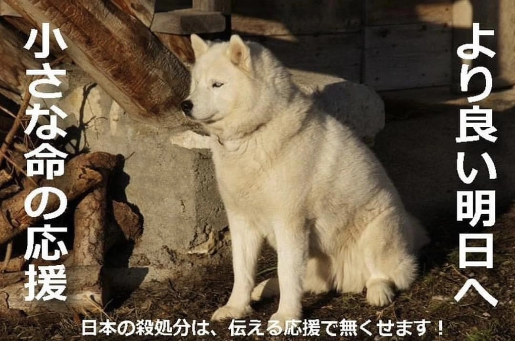 残り【6日】殺処分のない社会へ