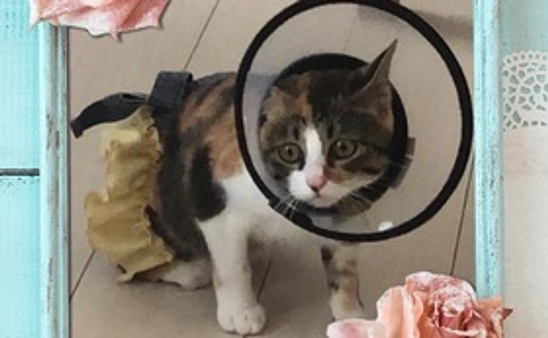 とにかく応援！