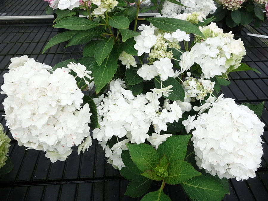 2021年に命名されたアジサイをご紹介：「サナンダ」心が愛でいっぱいになりますように、と願いを込めて