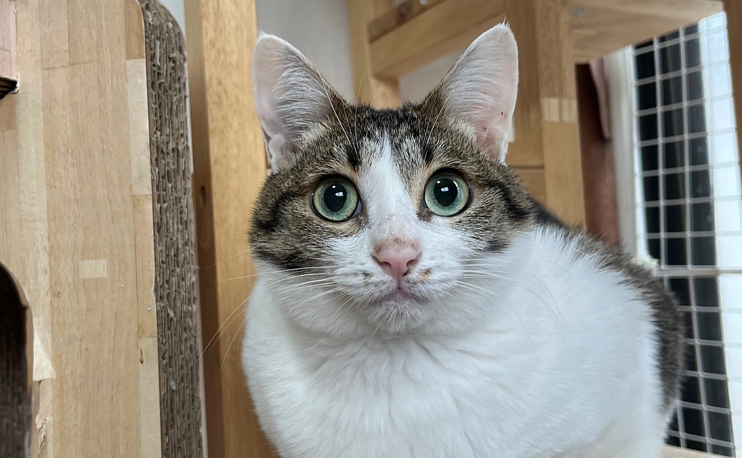 応援コース30,000円　保護猫カレンダー送付