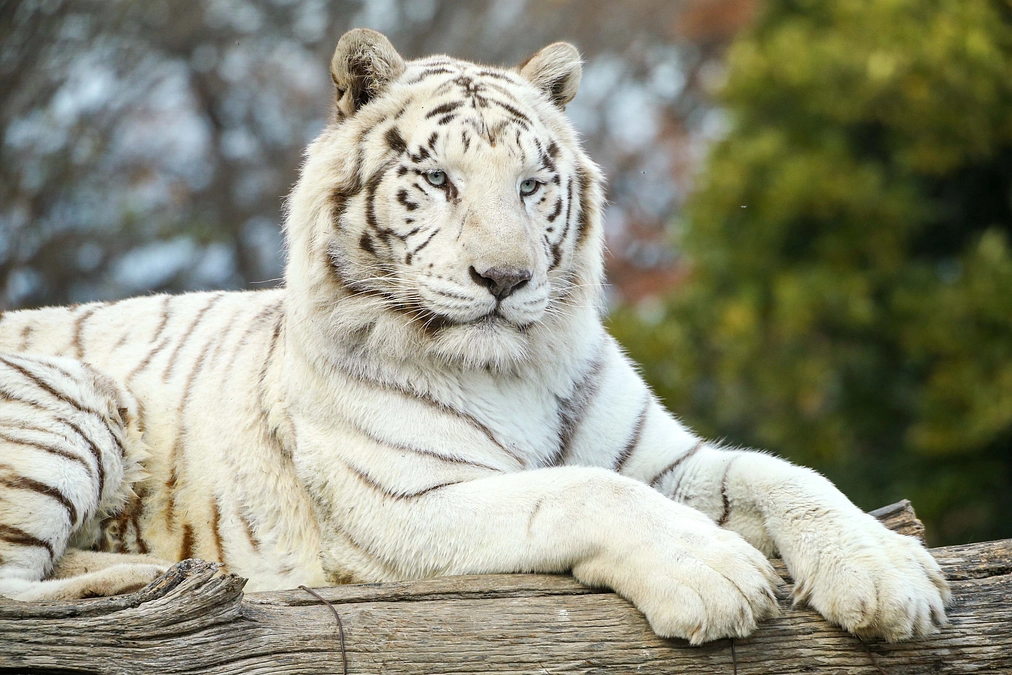 1月18日(木) 進捗報告・返礼品紹介・動物紹介～光るキャンディー＋クリアファイル～