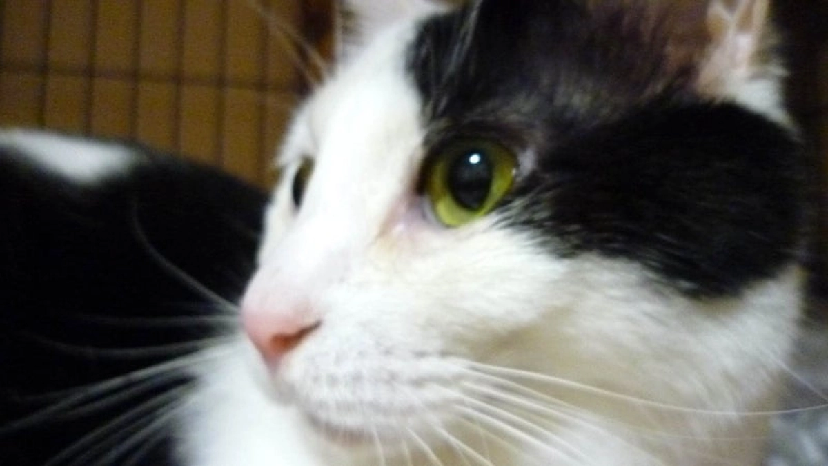 マーシーくんのこと