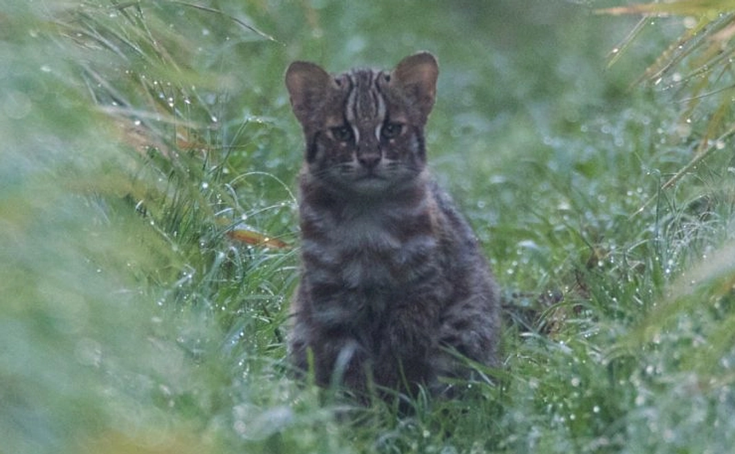 ご寄付のみ10000円コース
