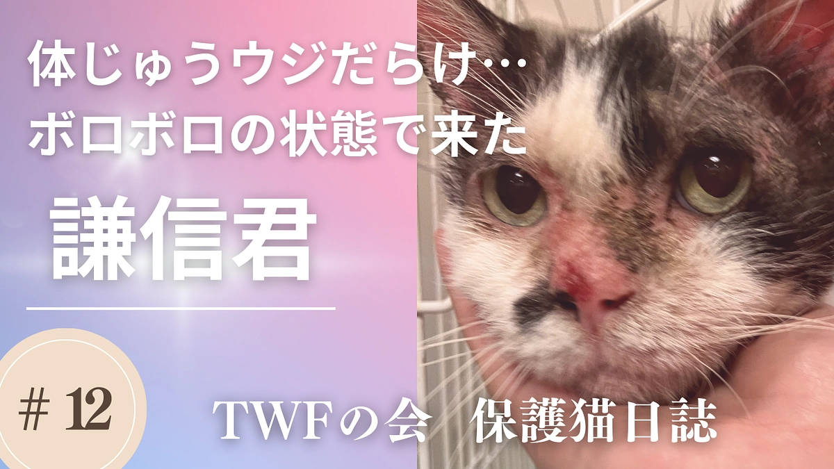 終了まであと6日！【保護猫日誌】皮膚疾患の謙信くん