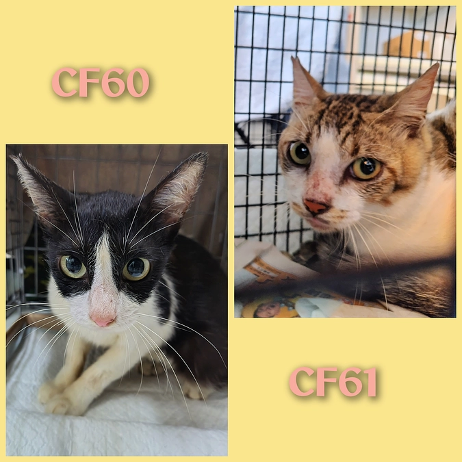 ＣＦ６０～６４までＴＮＲ終わりました