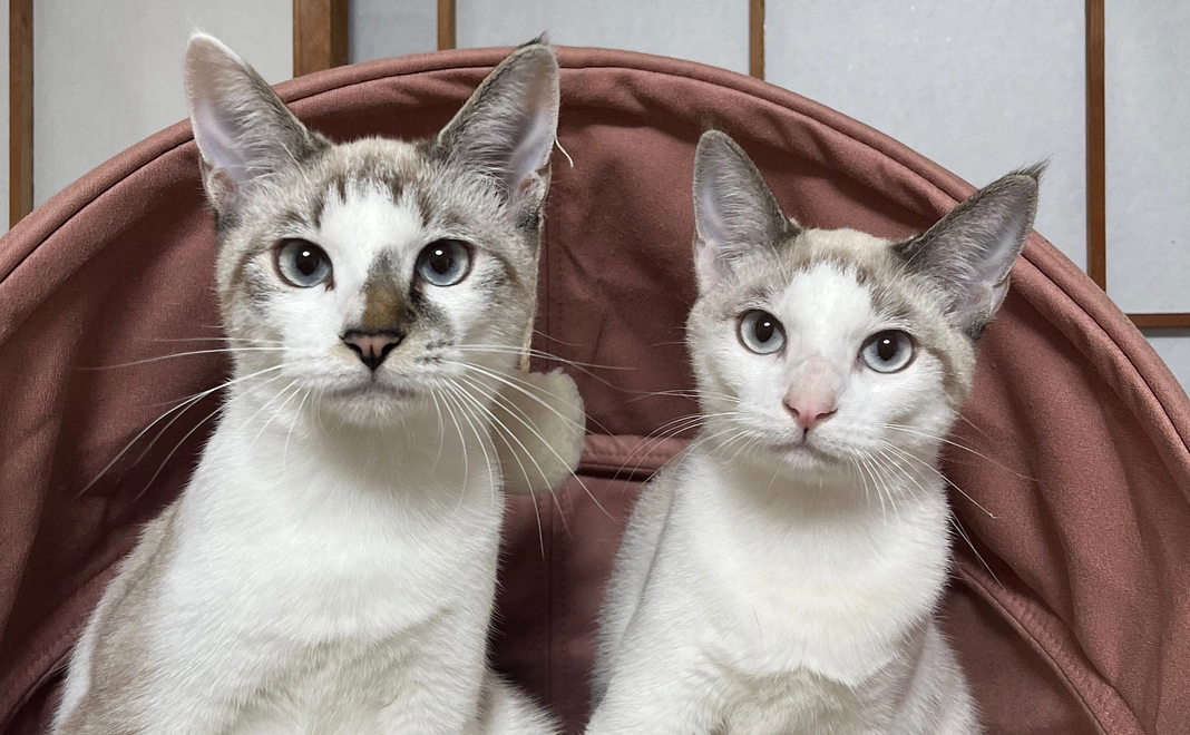 リターンなしコース30,000円