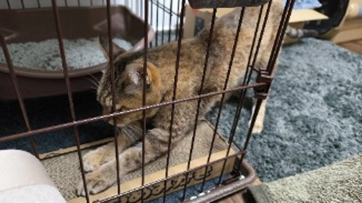 やっぱり血尿でした