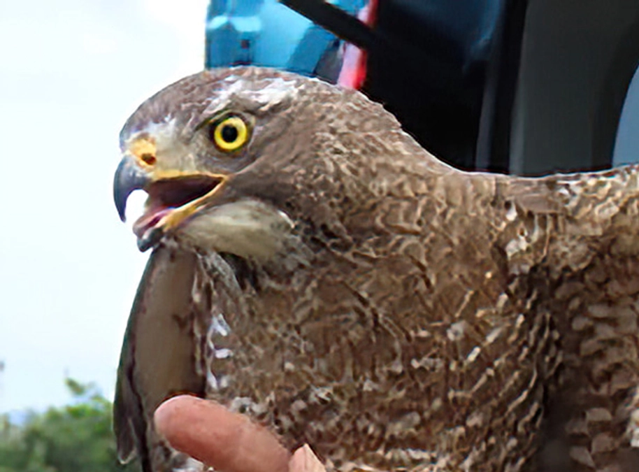 【第一弾のサシバたち】宇宿③