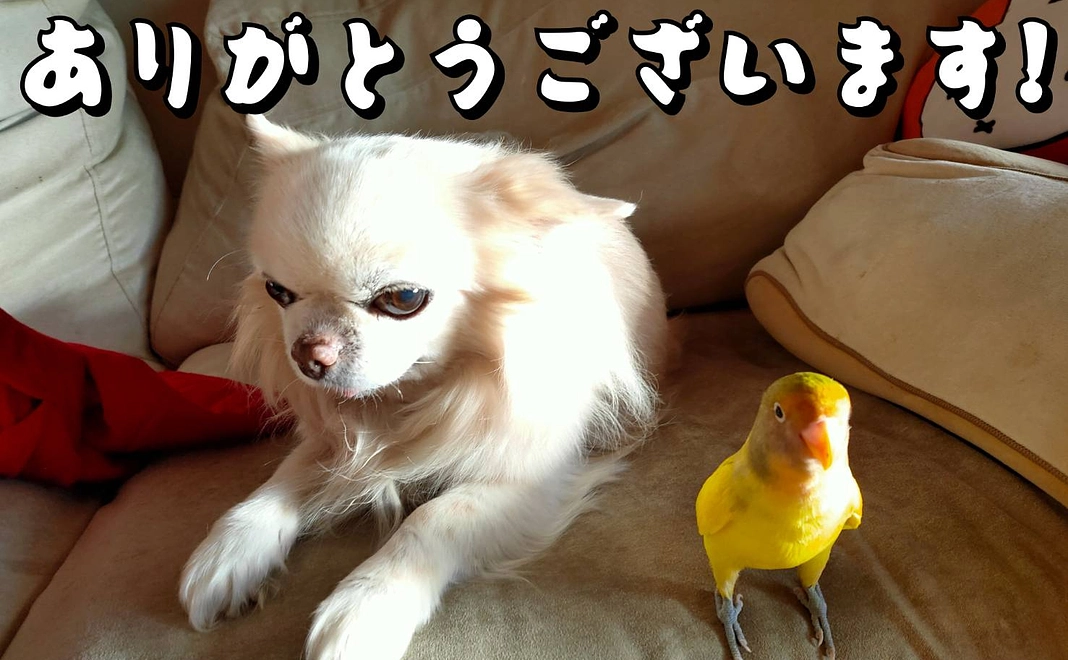 アイオイブッチャーズを応援！