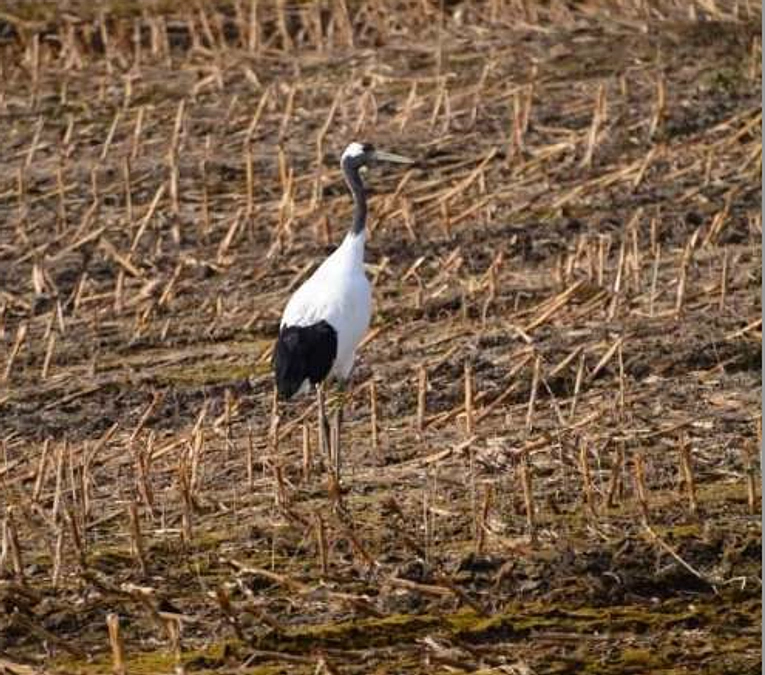 「新湿地の神」作成にあたっての目的を改めて