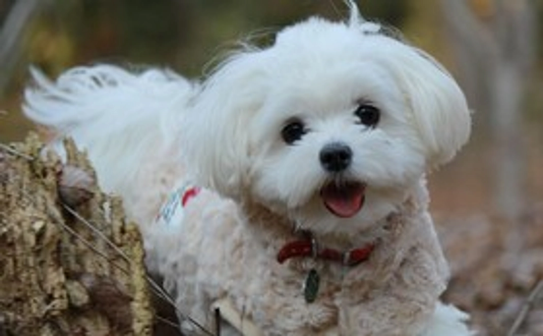 🐶ポール応援コース1❤️