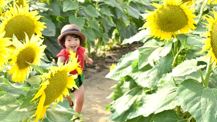 白山麓を笑顔に。満開のひまわり畑で賑わいを取り戻したい！