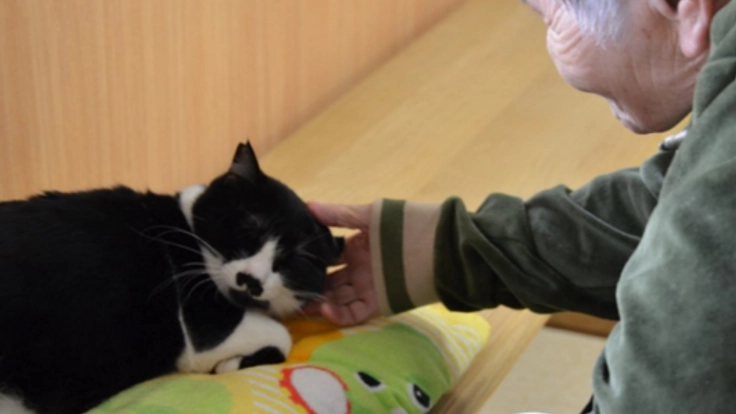 里親探しが困難な猫達と高齢者を繋ぐ、自宅開放型猫カフェ実現へ