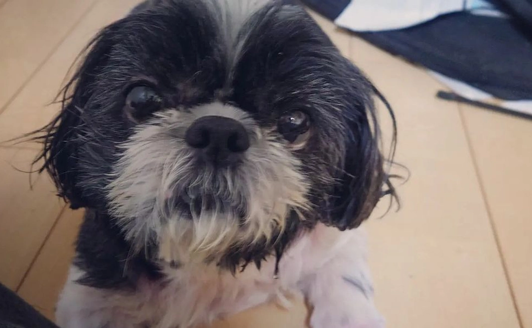 ルーシーの可愛い写真と御礼のメールをお送りします。