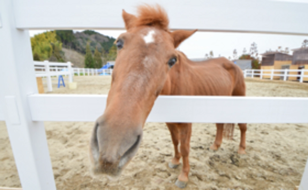【応援！】引退馬・養老馬が安心できる環境へ