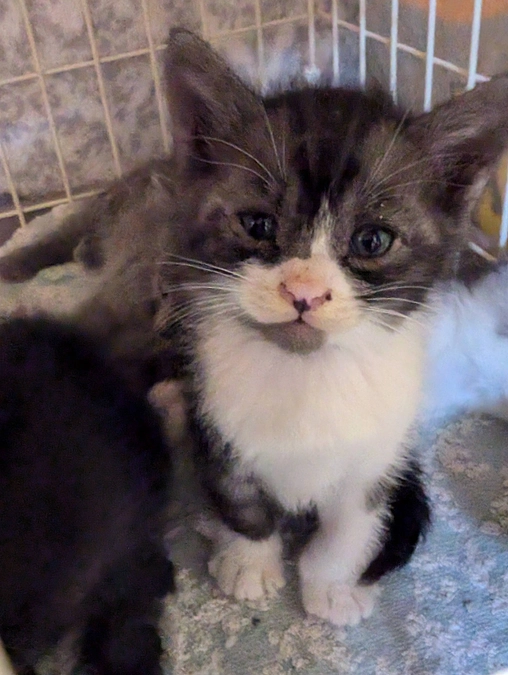 保護猫を家族に迎えませんか？〜保護猫譲渡会開催します〜