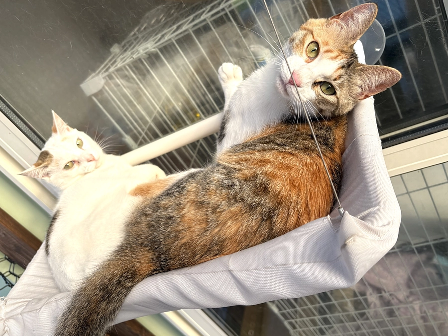 皆様ご支援下さいまして有難うございました残り後9時間