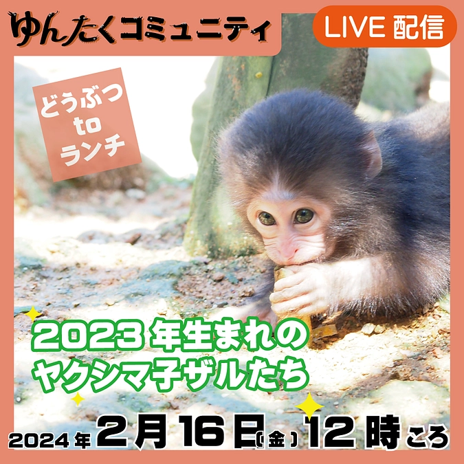ゆんたくコミュニティ限定ライブ配信どうぶつtoランチ【2023年生まれのヤクシマ子ザルたち】