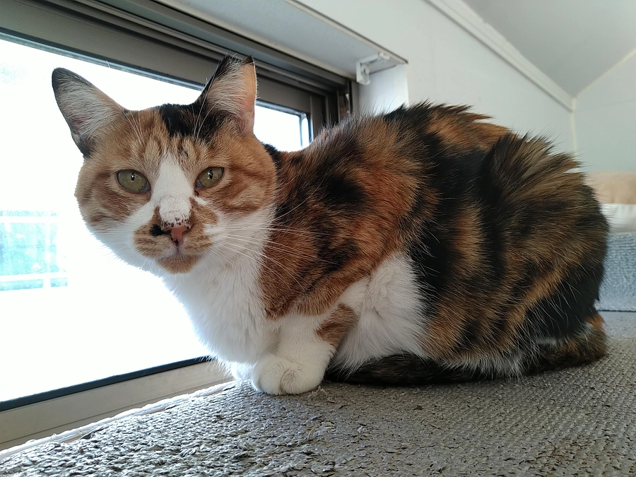 在籍猫紹介【ひさえちゃん】