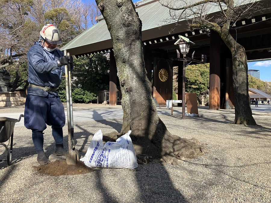 1月末に行われた桜の管理作業の様子をご紹介いたします