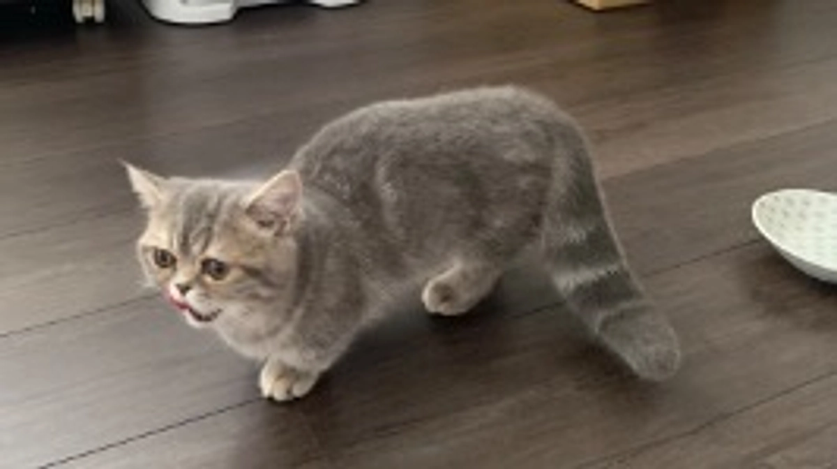 投薬45日目、どるの食欲😼