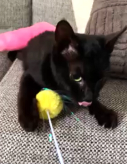 Story野良猫セト２．からだがボロボロの１歳