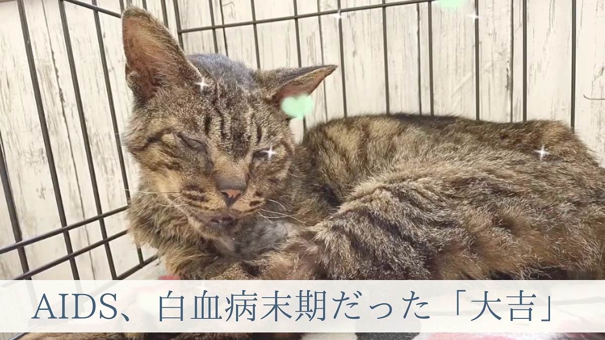 8月8日は「世界猫の日」〜小さな命に優しい日本になりますように〜