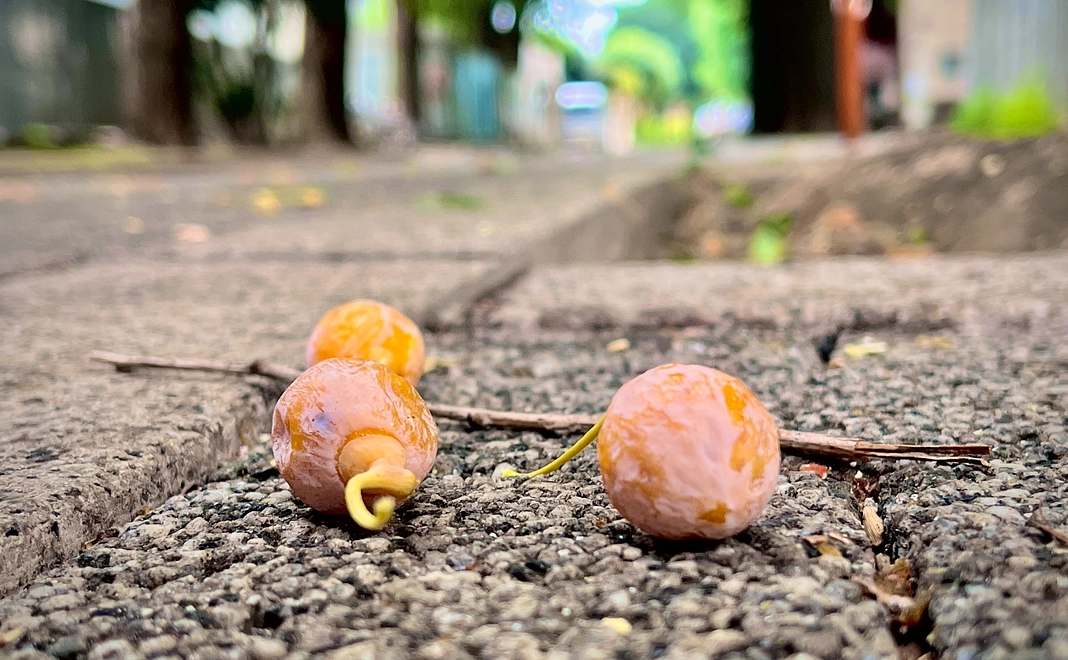 【返礼不要】1000円コース