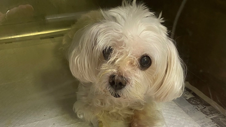 マルチーズ13歳 心肥大、肺水腫、気管治療、酸素機の継続に力を