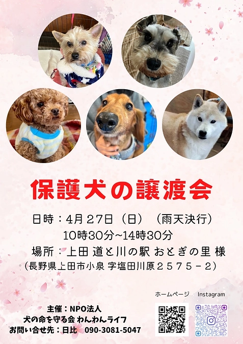 次回譲渡会のお知らせ