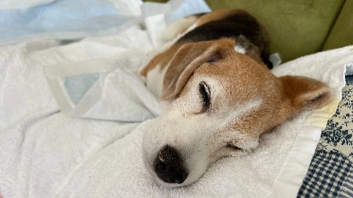 10/12 どう判断していいか分からず、動物病院に行って来ました。