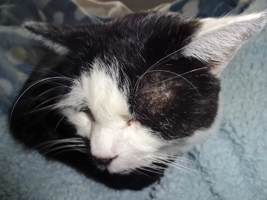 diary Vol.59　60　投薬日記。