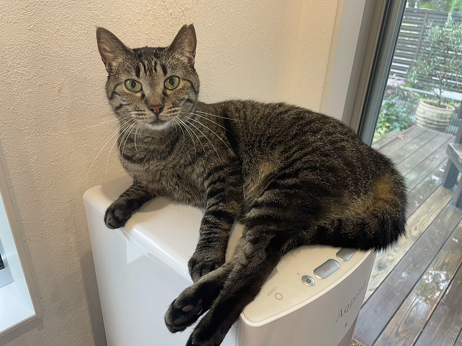 在籍猫紹介【えぬちゃん】