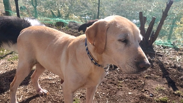 繁殖引退犬のラブラドールレトリーバー♀の医療費 のトップ画像