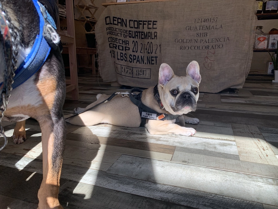 ちくわの闘病日記⑫