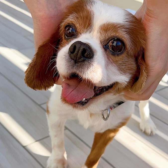 明日手術頑張ってきます！