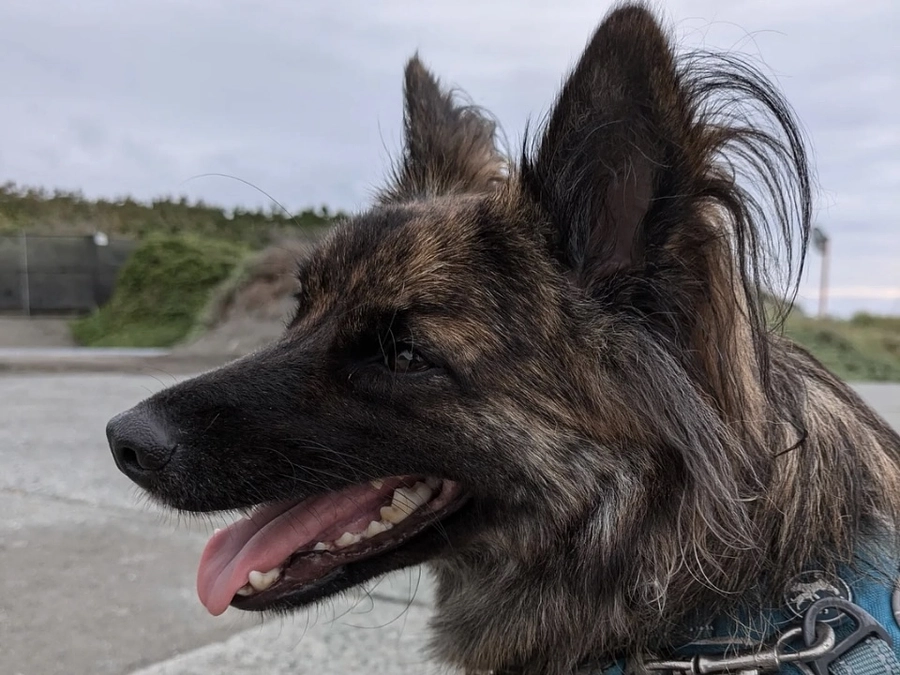 終了まであと4日！野犬が家庭犬になっていく過程