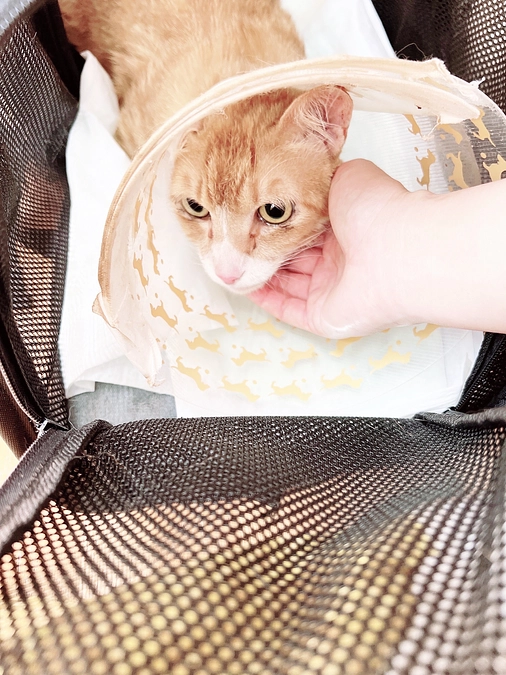 こんにちは！(*´꒳`*)