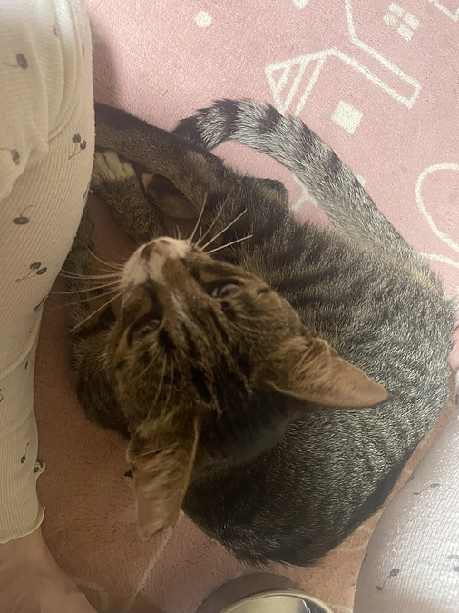 術後のちびちゃんの様子