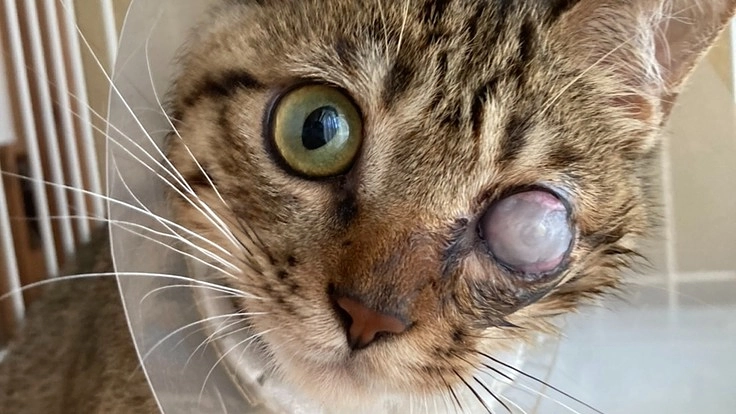 事故にあった保護猫に手術をしてあげたい