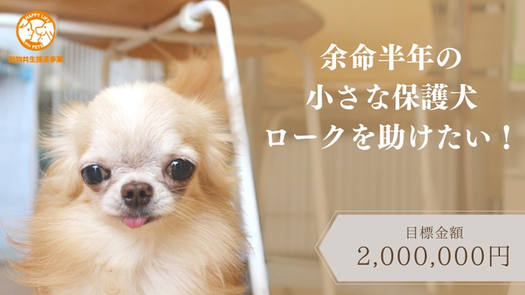 余命半年の小さな保護犬ロークを助けたい！